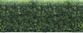 Photo Texture of Hedge 0008